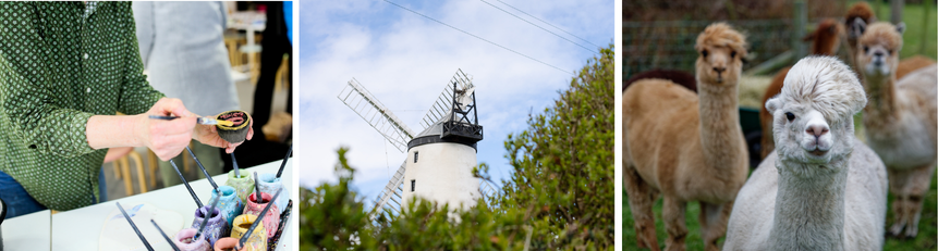 Eden Pottery, Ballycopeland Windmill and Eastwell Farm Alpacas